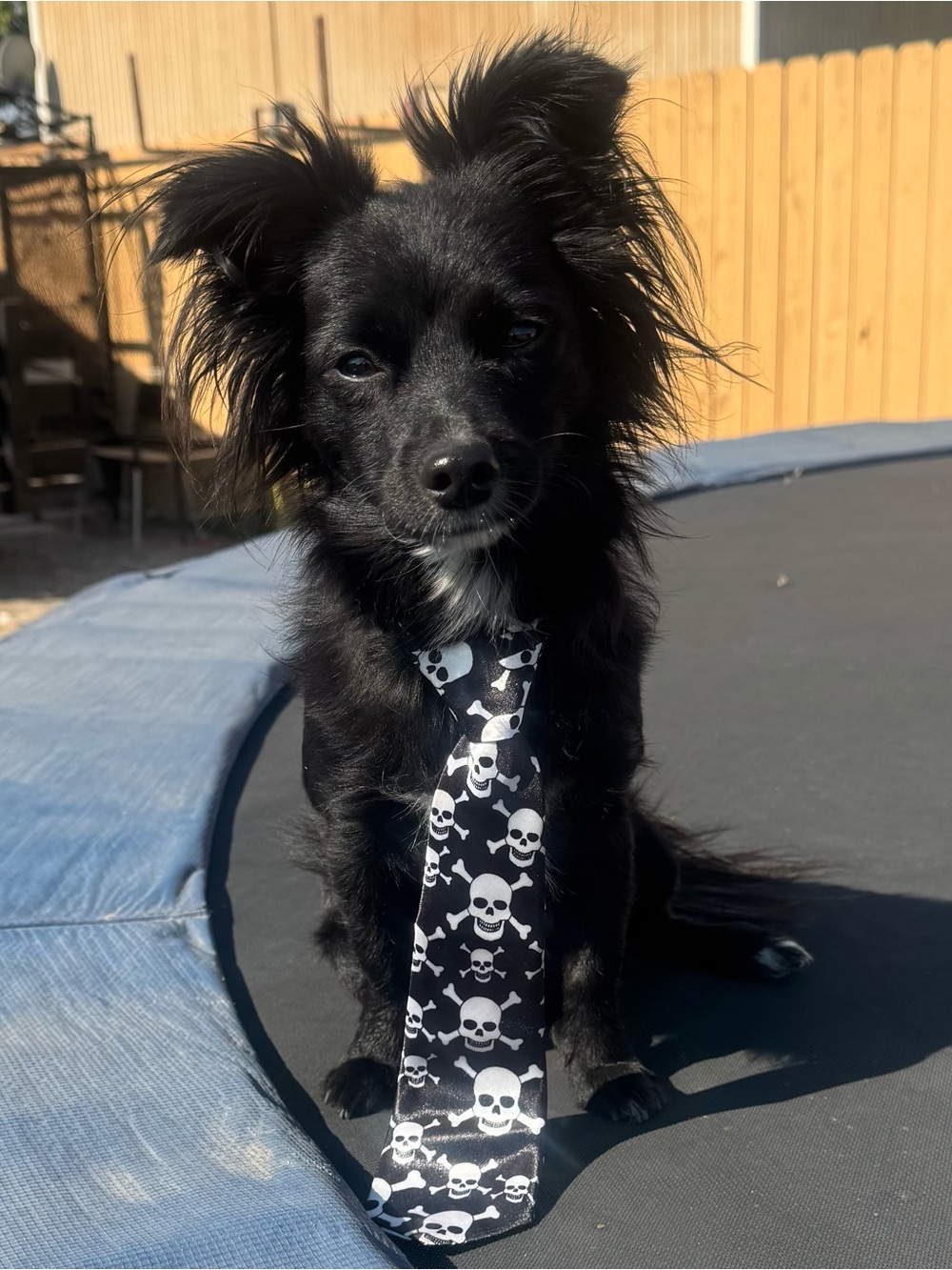 🏴☠️ Black Skull 💀Print Dog ☠️ Necktie🎃